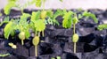 Tamarind saplings of young plants in a bag black, plantation farming of tamarind selective focus Royalty Free Stock Photo