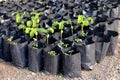 Tamarind saplings of young plants in a bag black, plantation farming of tamarind selective focus Royalty Free Stock Photo