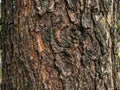 Tamarind Tree Bark Texture Royalty Free Stock Photo