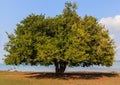 Tamarind tree