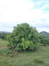 Tamarind tree in farm