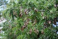 Tamarind Tree Fruits