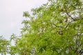 tamarind on tree