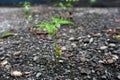 Tamarind tree shoots, a plant that has just sprouted from seeds.