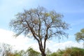 Tamarind tree sillhoute with blue sky