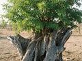 Tamarind Tree Surreal Growth Royalty Free Stock Photo