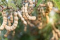 Tamarind on the tree which is fully grown Ready to harvest