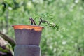 Tamarind trees grown from seeds Can be bent to shape as imagined. Make a bonsai