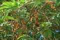 Tamarind, tropical fruit tree, tropuical Asia