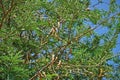 Tamarind, tropical fruit tree, tropuical Asia