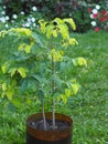 Tamarind is a tropical tree. Home plant growing.A five year old tamarind tree with carved leaves, grown from seeds in the northern