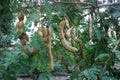 Raw tamarind hanging on the tree.