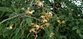 Tamarindus indica tree and flower Royalty Free Stock Photo