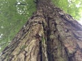 Tamarindus indica trees that are decades old