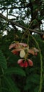 Tamarindus indica use full tropical flower