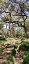 Tamarins forest - Mafate - reunion island