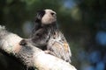 Tamarins (looking up)