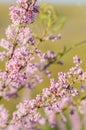 Tamarisk blooms with pink flowers close-up selective focus Royalty Free Stock Photo