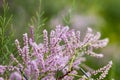 Tamarisk blooms with pink flowers close-up Royalty Free Stock Photo