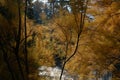 Tamarisk - Myricaria germanica - on shore of lake in autumn Royalty Free Stock Photo