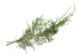 Tamarisk Royalty Free Stock Photo