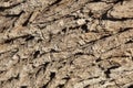 Tamarisk tree bark (Tamarix articulata). Royalty Free Stock Photo