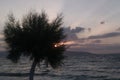 Tamarisk tree at sunset - Agistri - Saronic Gulf - Greece