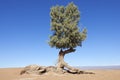 Tamarisk tree (Tamarix articulata) in the Sahara desert. Royalty Free Stock Photo