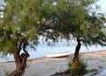 Tamarisk trees on the beach. Seascape of Peraia beach, suburb of Thessaloniki, Greece. Royalty Free Stock Photo