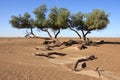 Tamarisk trees (Tamarix articulata) in the desert. Royalty Free Stock Photo