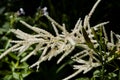 Tamarix flower plant. Blooming tamarix in summer garden. Tamarisk flowering shrub branches. beautiful flower tree and soft