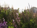 Tamarix flowers against bright sun light by the sea Royalty Free Stock Photo