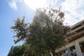 Tamarix gallica subsp. gallica blooms with pink-purple flowers in August. Rhodes Island, Greece Royalty Free Stock Photo