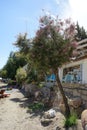 Tamarix gallica subsp. gallica blooms with pink-purple flowers in August. Rhodes Island, Greece Royalty Free Stock Photo