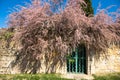 Tamarix and a gate. Royalty Free Stock Photo