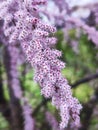 Tamarix parviflora or the Smallflower tamarisk Royalty Free Stock Photo