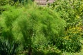 Tamarix tetrandra or Four Stamen Tamarisk with delicate soft very fine foliagevery.