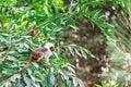 monkey sits on a tree Royalty Free Stock Photo