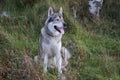 Tamaskan Dog is a breed of dog that have been selectively bred to resemble a wolf or wolfdog Royalty Free Stock Photo