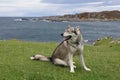 Tamaskan Wolf Dog at Rhu Beach near Arisaig in Lochaber, Inverness-shire, Scotland Royalty Free Stock Photo