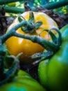 Tamato farming in the agricultur field Royalty Free Stock Photo