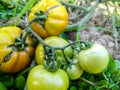 Tamato farming in the agricultur field Royalty Free Stock Photo