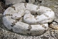 Tamaulipan Rock Rattlesnake Royalty Free Stock Photo