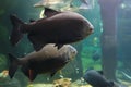 Tambaqui Colossoma macropomum, also known as the Black pacu, Black-finned pacu, giant pacu, cachama, gamitana in habitat Royalty Free Stock Photo