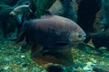 Tambaqui or Colossoma macropomum, also known as the Giant Pacu Royalty Free Stock Photo