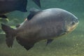 Tambaqui (Colossoma macropomum), also known as the giant pacu. Royalty Free Stock Photo