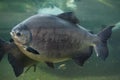 Tambaqui (Colossoma macropomum), also known as the giant pacu. Royalty Free Stock Photo