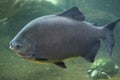 Tambaqui (Colossoma macropomum), also known as the giant pacu. Royalty Free Stock Photo