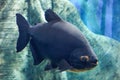 Tambaqui fish, Colossoma macropomum, also known as giant pacu. close view Royalty Free Stock Photo