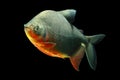 Tambaqui Fish Isolated On Black Royalty Free Stock Photo